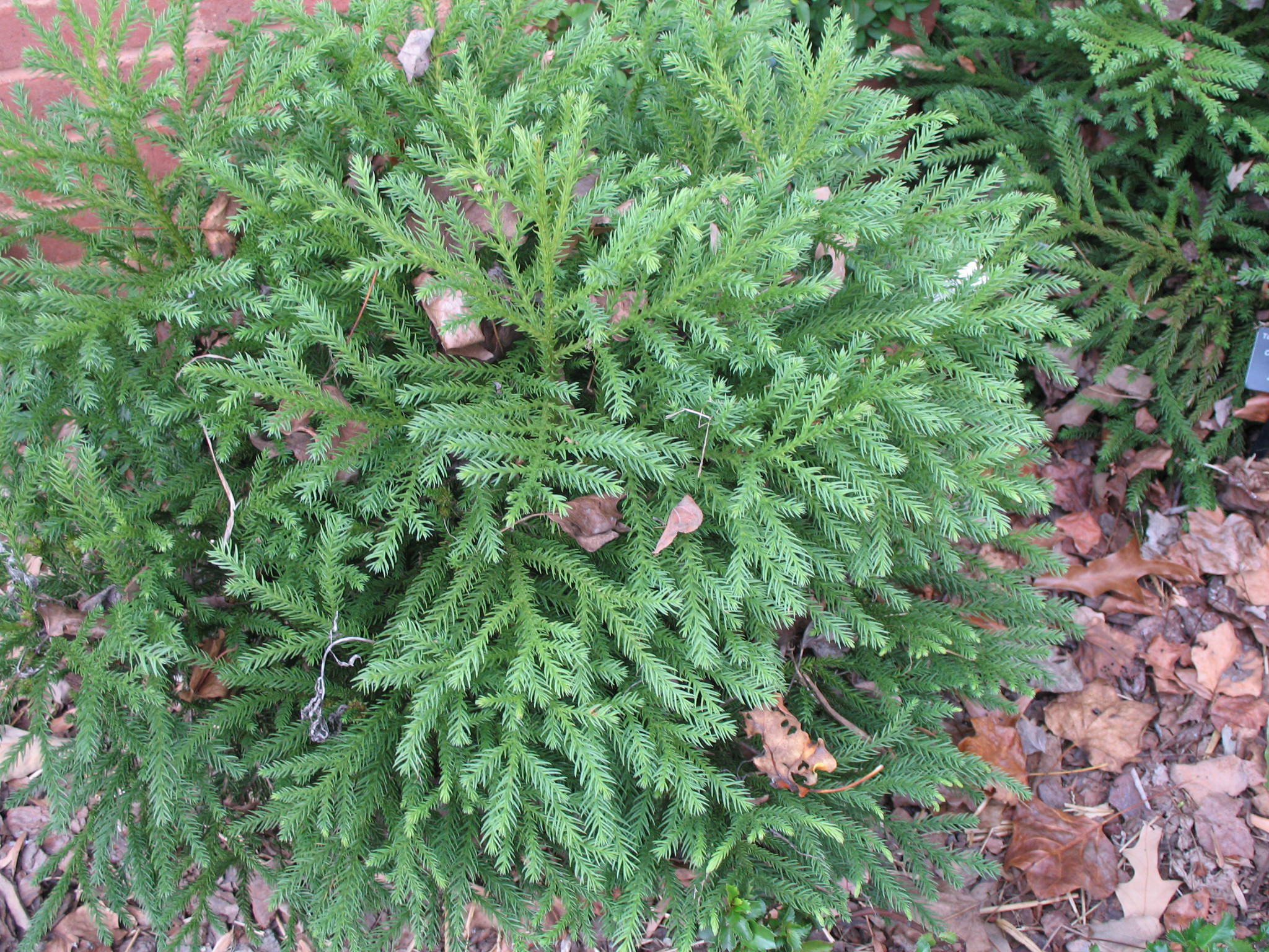 Online Plant Guide Cryptomeria Japonica Gyokuryu Gyokuryu online-plant-guide-cryptomeria-japonica-gyokuryu-gyokuryu